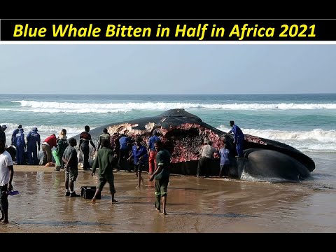 Blue Whale Bitten in Half 2021 ! Blue Whale Bitten in Half 2021 Know if is it SCAM or LEGIT ?