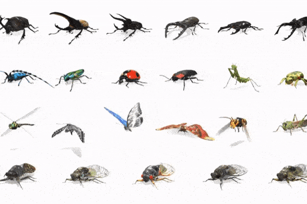 Google_Search AR Insects