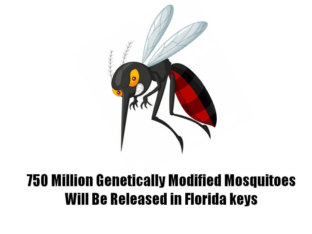 genetically modified mosquito