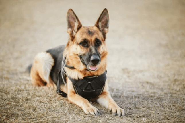 Dogs can Detect Covid