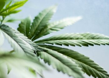 CBD
