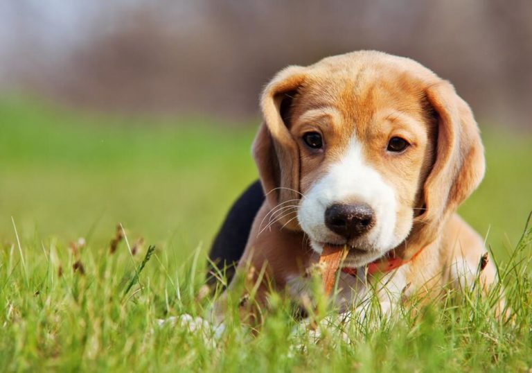 CBD Oil For Dogs
