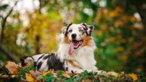 Australian Shepherd