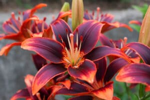 language of flower