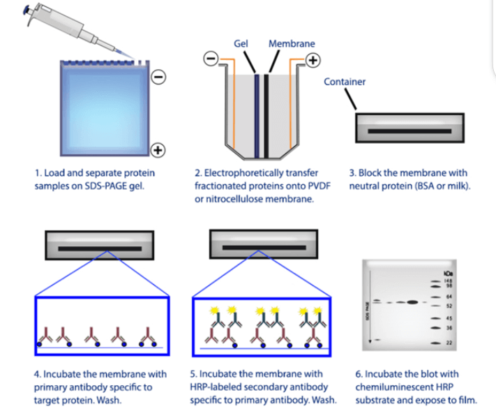 Antibody validation