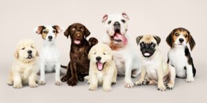 pet insurance coverage
