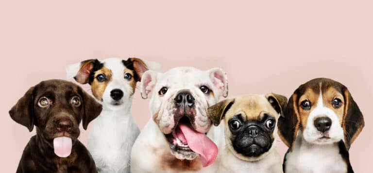Breeding Dogs