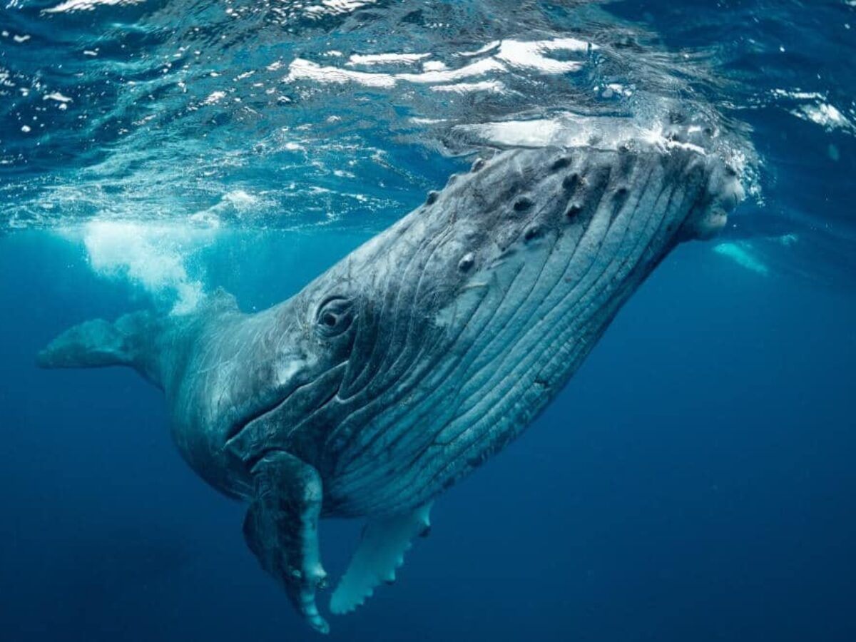 Blue Whale Bitten In Half