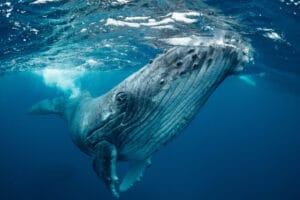 Blue Whale Bitten in Half