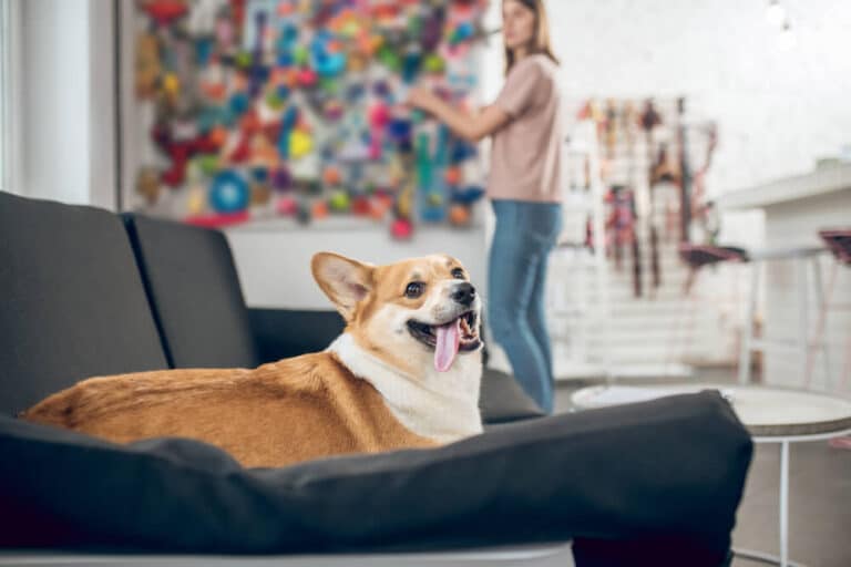 Choosing a Dog Bed