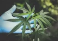 Delta 8 THC Carts Ruling The Cannabis Market