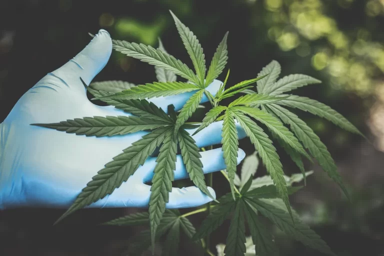 Delta 8 THC Carts Ruling The Cannabis Market