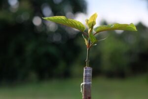 Buy Kratom Seeds