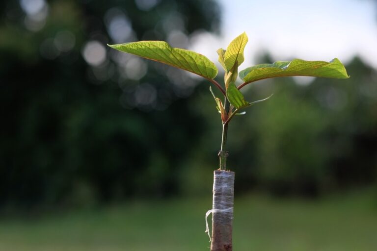 Buy Kratom Seeds