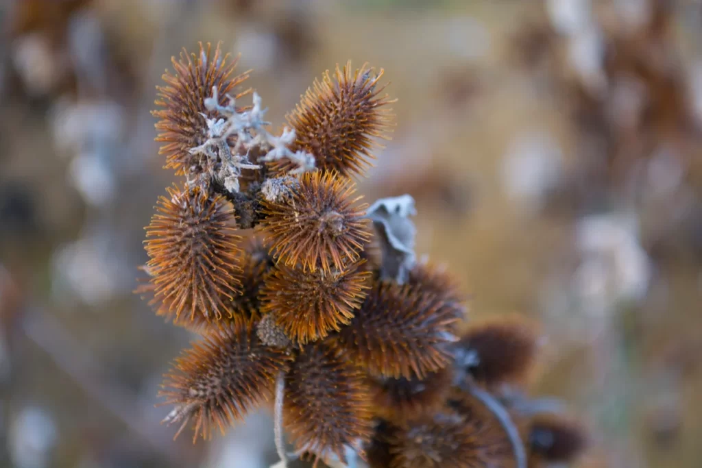 Cocklebur Weeds Control