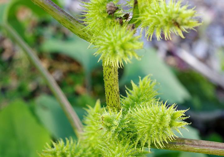 Cocklebur Weeds