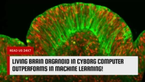 Living Brain Organoid in Cyborg Computer Outperforms in Machine Learning