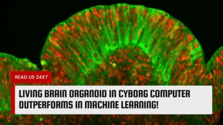 Living Brain Organoid in Cyborg Computer Outperforms in Machine Learning