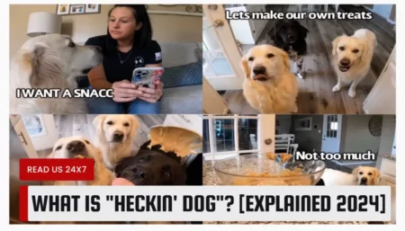 What is "Heckin' Dog"