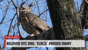 Beloved NYC owl ‘Flaco’ Passes Away