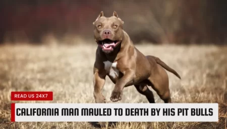 California Man Mauled To Death By His Pit Bulls, Body Found In Kennel