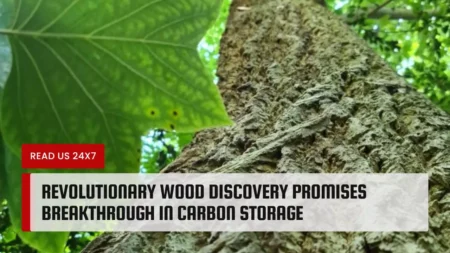 Revolutionary Wood Discovery Promises Breakthrough in Carbon Storage