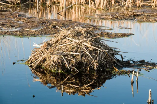 Beaver - Lodge