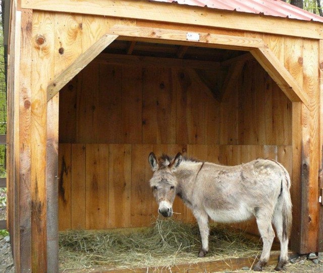 Donkey - Shed