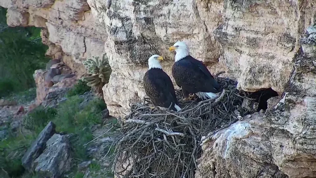 Eagle - Cliff Nest