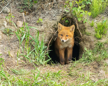 Fox - Den