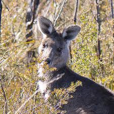 Kangaroo – Shaded Scrub