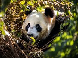 Panda – Bamboo Thicket