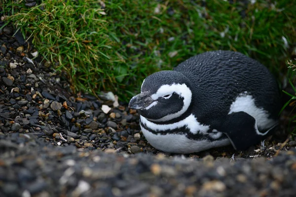 Penguin - Ice Burrow