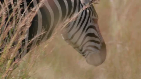 Zebra - Savannah Thickets