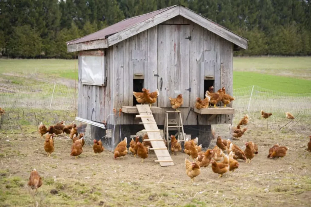 Chicken – Coop
